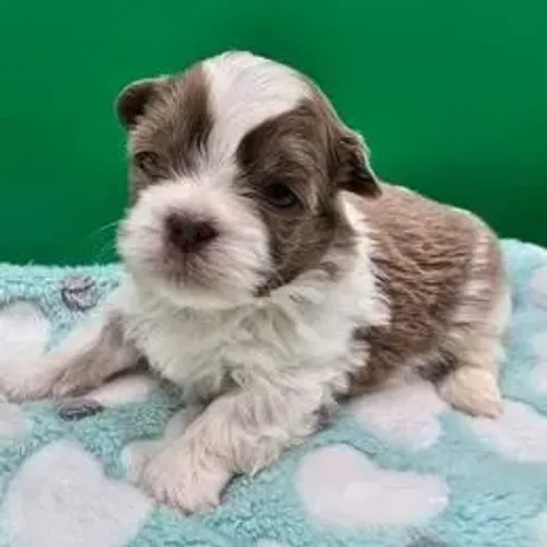 Shih Tzu,Shih Tzu Filhote Estrutura Perfeita Disponível