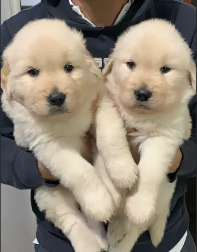 Golden Filhote Macho Puro