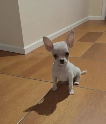 Chihuahua