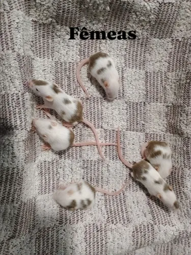 Camundongos filhotes