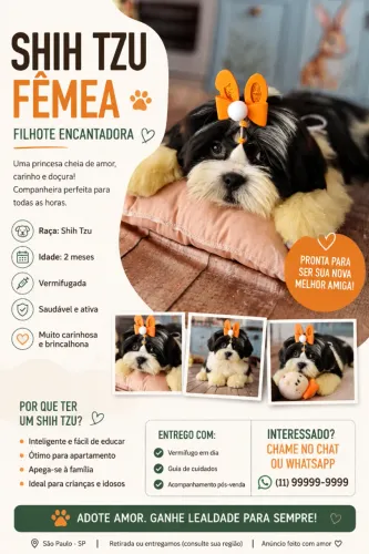 Filhote Shitzu fêmea 5 meses 