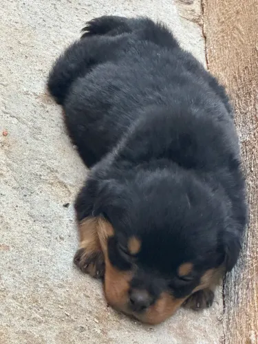 Rottweiler Pedgree CBKC