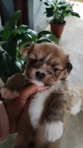 Filhotes de Lhasa