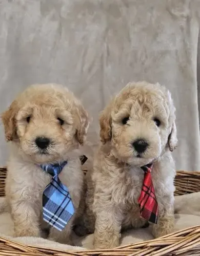 Poodle 
