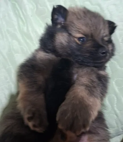 Lindo filhote de Spitz Alemão mine/Lulu da Pomerânia.