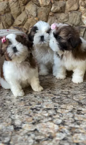 Shih tzu minizinho  promoção 