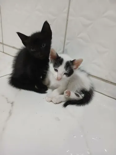 Gatos filhotes para doação 