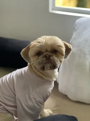 Shih Tzu Cadelinha 1 ano