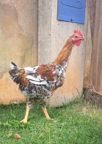 Frango balão