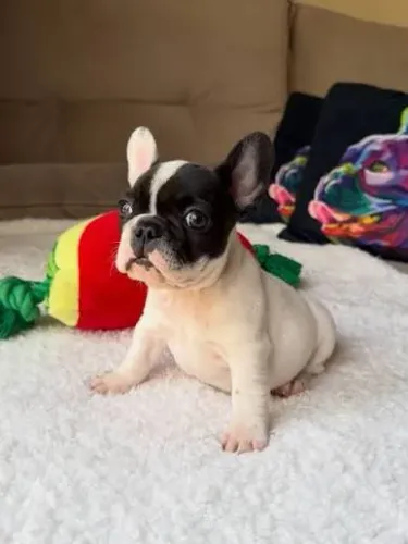 Bulldog frances filhotes