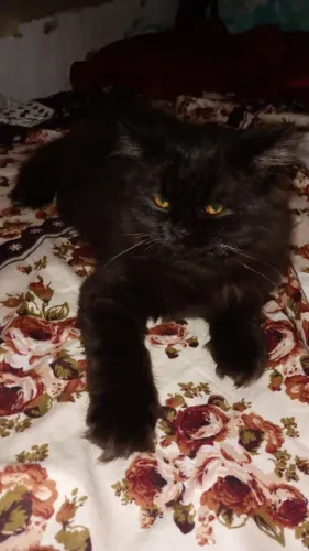 Gato persa 5 meses