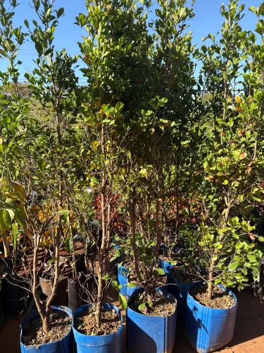 Muda de fruta do milagre grande