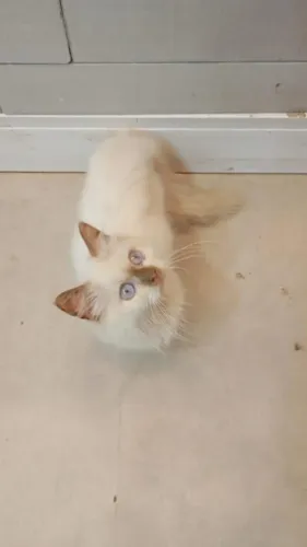 Munchkin 