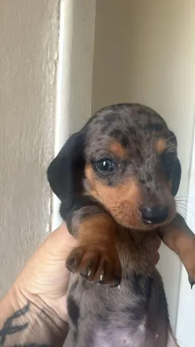 Dachshund preto com prata lindíssimo 