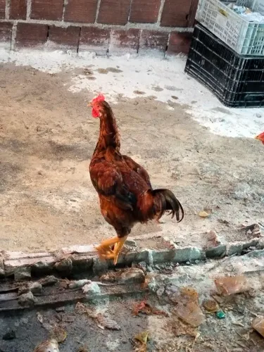 Frangos