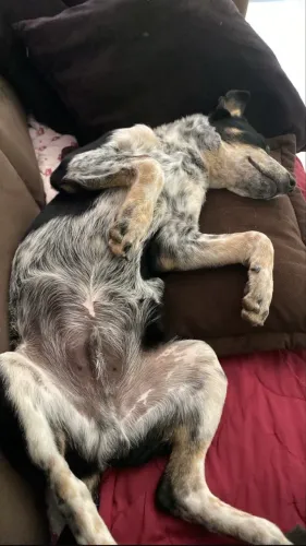 DOAÇÃO DE CACHORRO