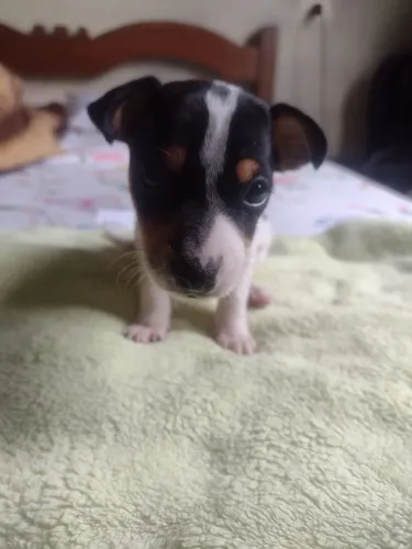 PINSCHER 01