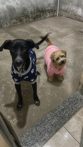     Doação de cães: macho e fêmea