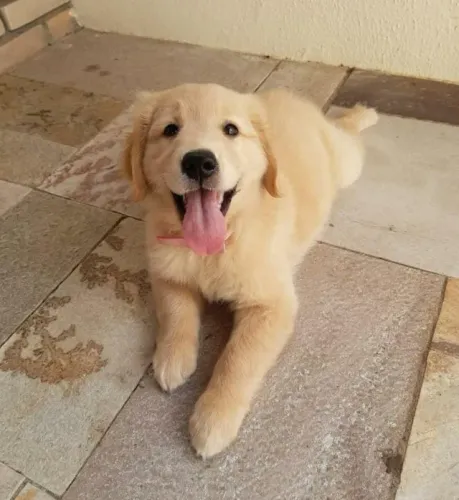 Golden retriever disponiveis 