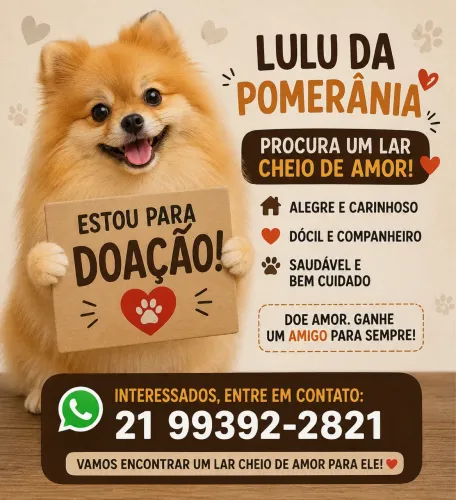 Doação de Lulu da pomerania 