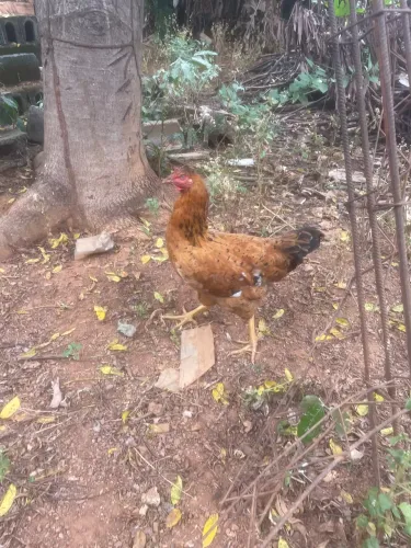 Galinha Gsb 