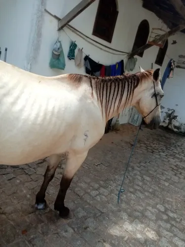 Vendo égua prenha, e boa de tudo cela carroça égua boa de gado,5.600