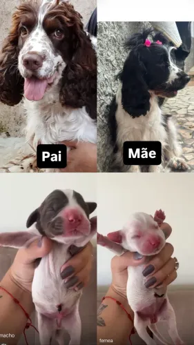 Filhote de cocker spaniel