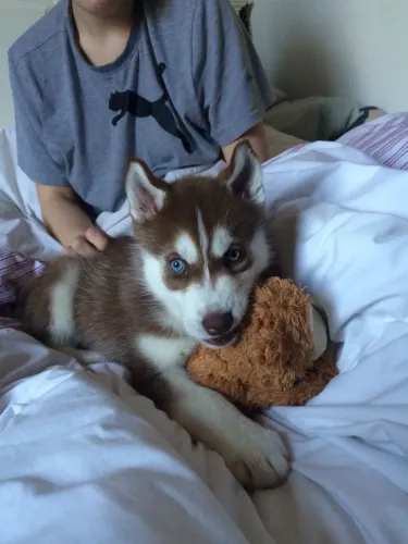 Husky Siberiano - Seu Novo Mascote Oficial Está Aqui