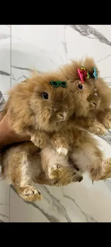 Casal de coelhos Lion