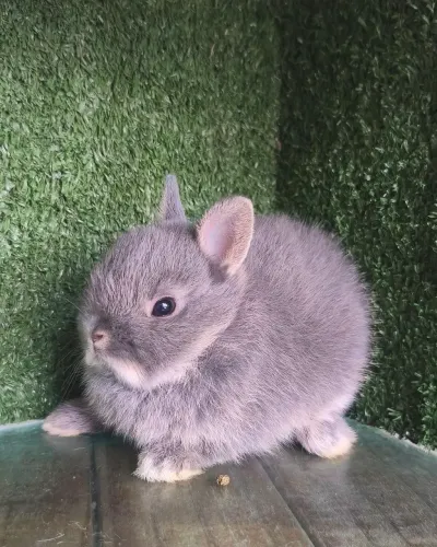 Coelho Anão Netherlands padrão pet