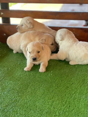 Golden Retriever | Ficou com dúvida? Chama no zap que eu te ajudo agora.