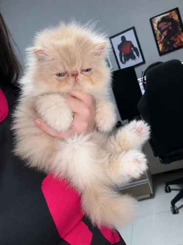 Gato persa
