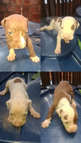 Filhotes pitbull
