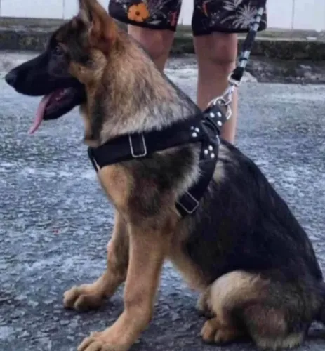 Peitoral reforçado para cães
