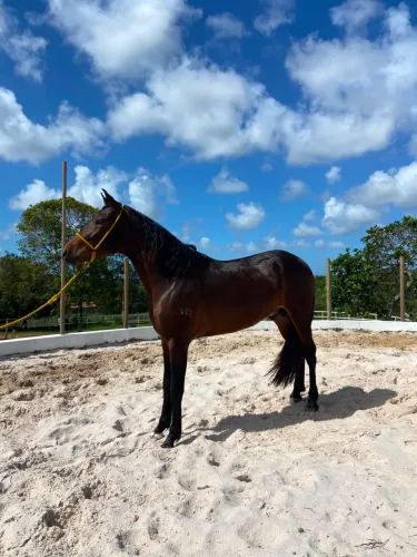 Cavalo Mangalarga Marchador 
