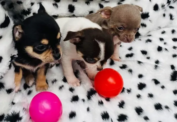 Chihuahua 
