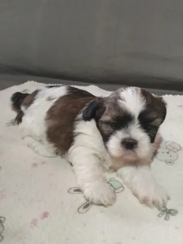 Shih Tzu fêmea