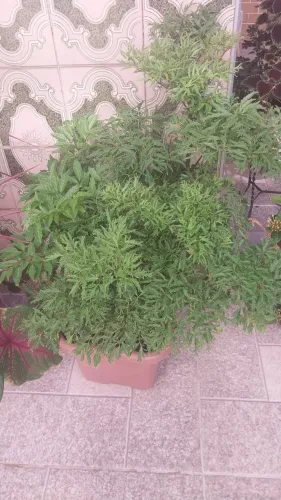 Lindas Plantas no Méier