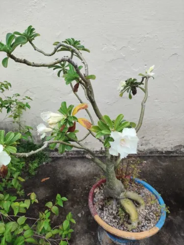ROSA DO DESERTO BRANCO NEVE(FLOR DOBRADA)+VASO DECORATIVO