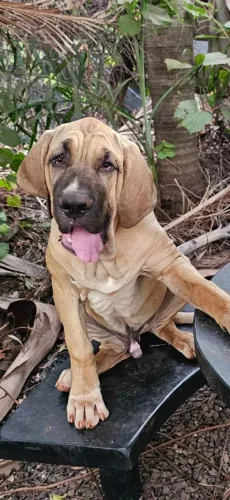Fila Brasileiro Puro