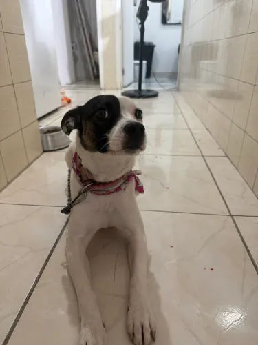 Doação de pet