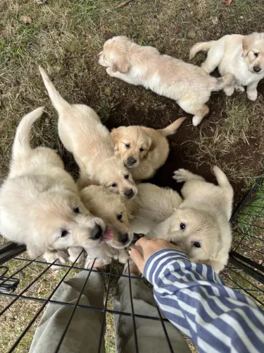 Golden Retriever