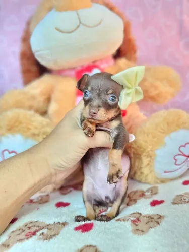 Baby Pinscher/ Pincher de linhagem selecionada e temperamento super dócil