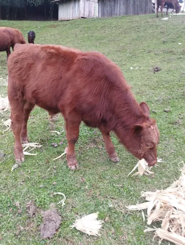 Terneiro Red angus