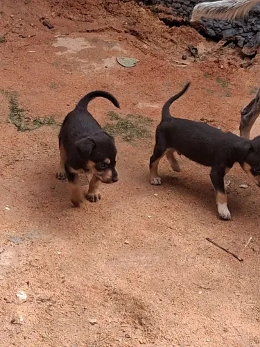 Perdigueiro com rottweiler
