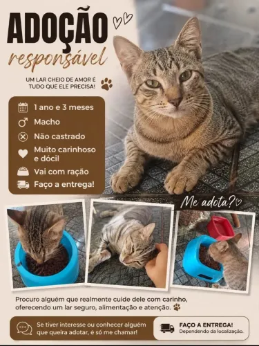 DOAÇÃO DE GATO MACHO
