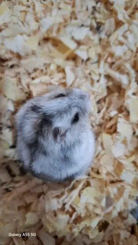 Hamsters anão russo