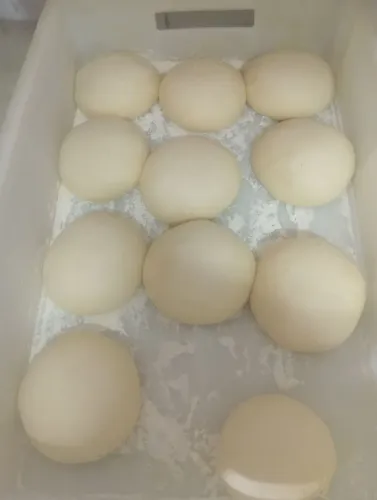 JNS fornecedor de massa de pizza pré assada 