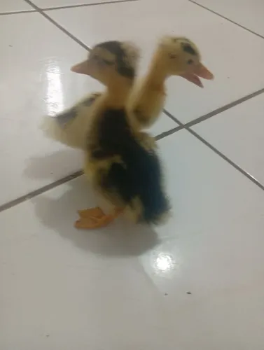 Casal de marrequinhos de pompom