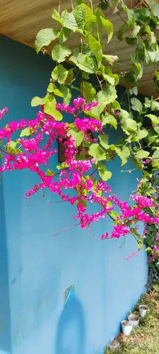 Sementes Trepadeira Amor Agarradinho Rosa - pacote com 50 sementes